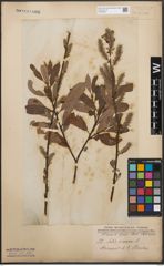 Foto von Salix cinerea L.